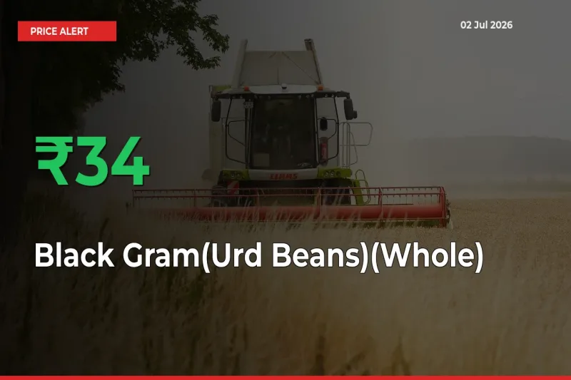 34.45% Spike in Black Gram(Urd Beans)(Whole) Prices – Mandi Sees Sudden Rally