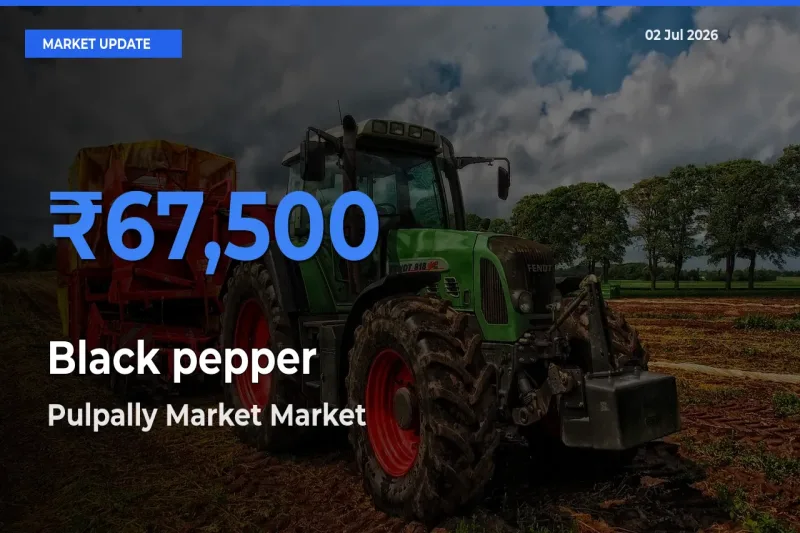 Pulpally Market Tops Black pepper Mandi Rates Today