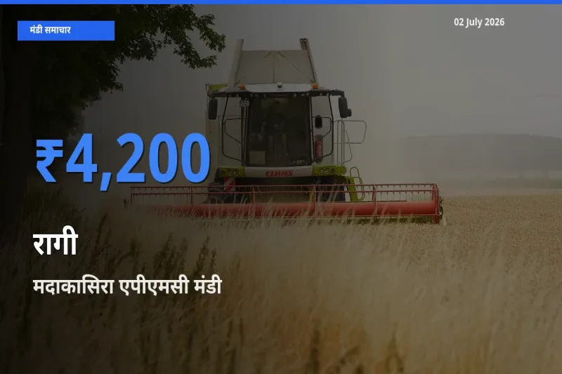 आज रागी के सबसे ऊँचे दाम ₹4,200 मदाकासिरा एपीएमसी मंडी में