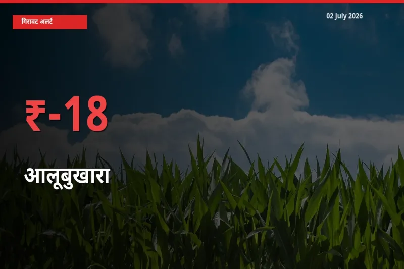 बाज़ार संकेत: आलूबुखारा के भाव मंडी में 17.85% नीचे