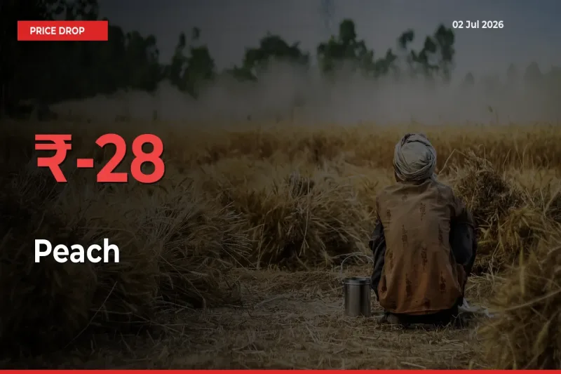 Why Peach Prices Fell 27.75% in a Day at Mandis