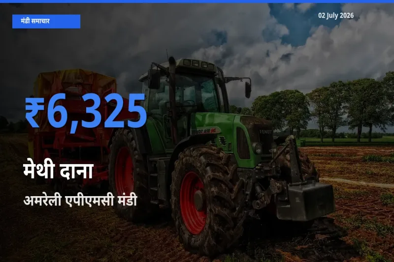 किसानों की पसंद बना अमरेली एपीएमसी, मेथी दाना के सबसे अच्छे दाम