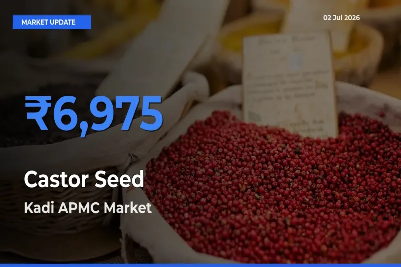 Kadi APMC Tops Castor Seed Mandi Rates Today