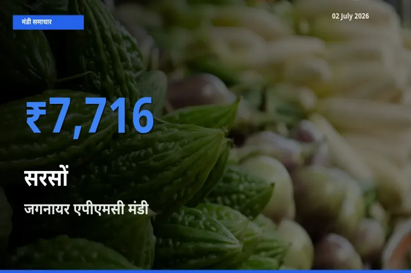 बाज़ार संकेत: जगनायर एपीएमसी बना सरसों के लिए आज की टॉप मंडी
