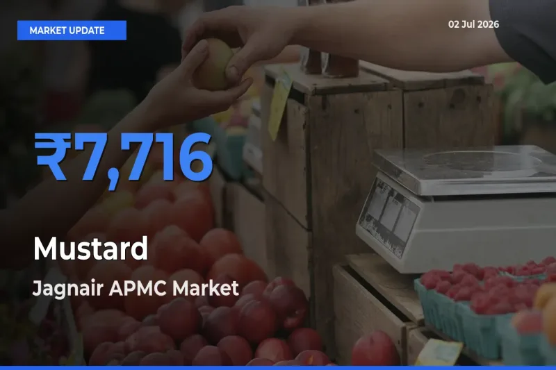 Jagnair APMC Emerges as Top Mandi for Mustard Prices Today