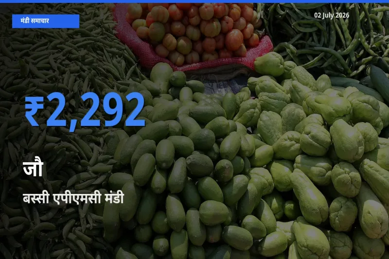 बस्सी एपीएमसी मंडी में आज जौ के सबसे ऊँचे दाम दर्ज