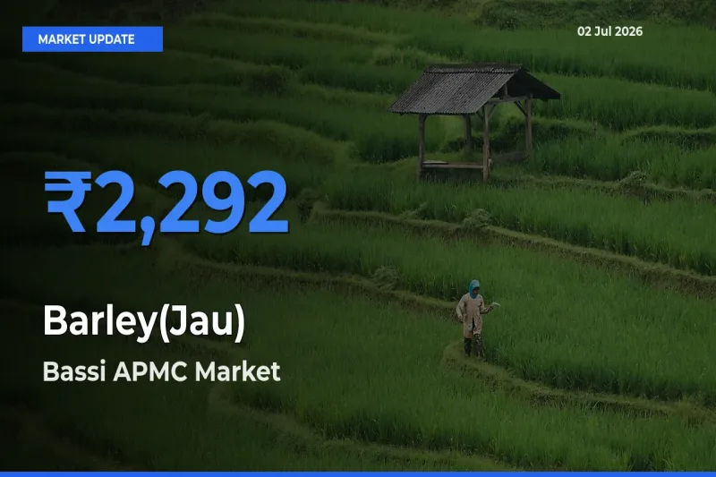 Bassi APMC Tops Barley(Jau) Mandi Rates Today