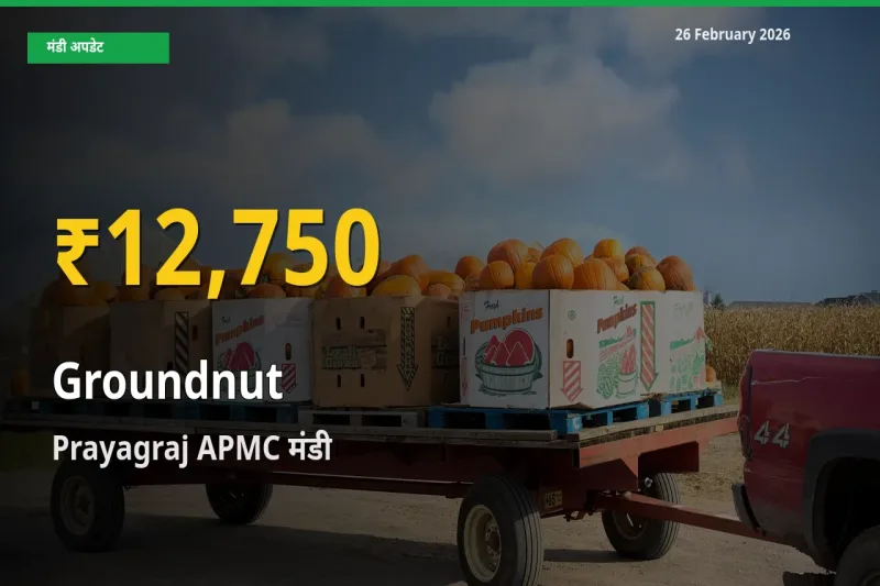 26 February अपडेट: Prayagraj APMC में Groundnut के दाम रिकॉर्ड स्तर पर