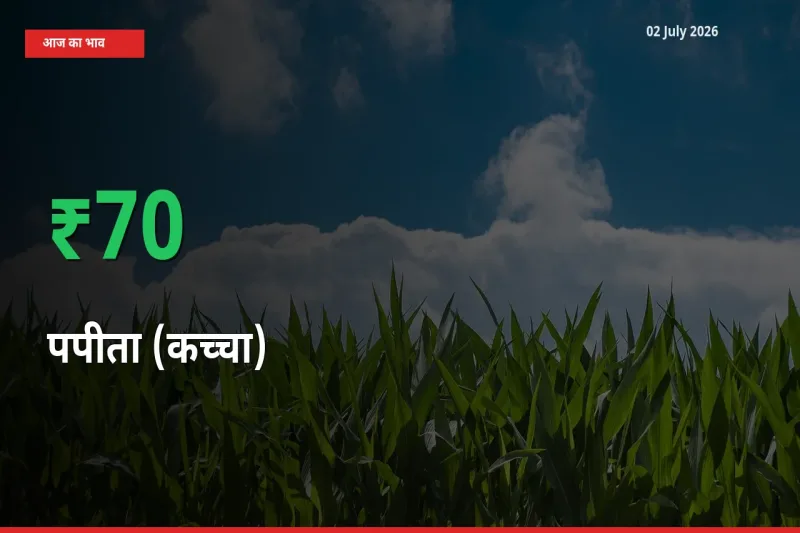 बाज़ार संकेत: पपीता (कच्चा) के भाव मंडी में 70.17% ऊपर