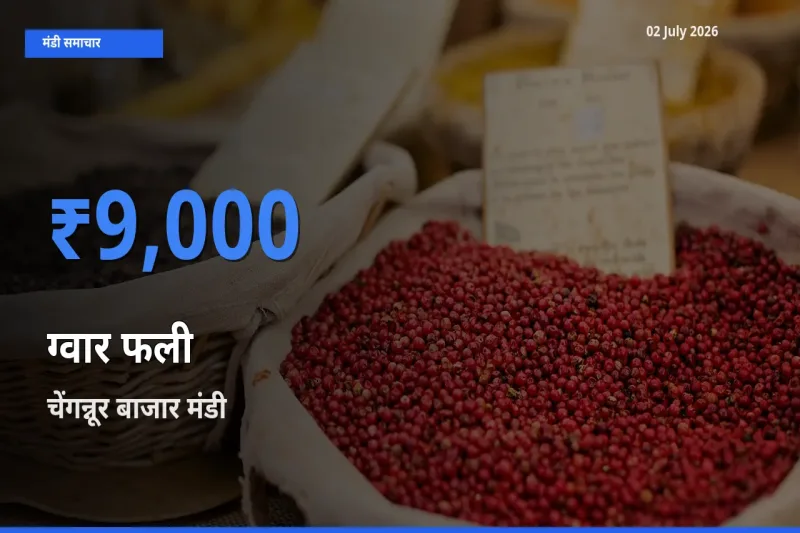 चेंगन्नूर बाजार मंडी में ग्वार फली ₹9,000 पर पहुँचा – आज का सर्वोच्च भाव