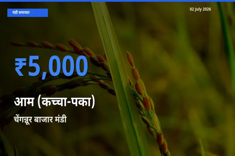 टॉप मंडी बना चेंगन्नूर बाजार! आम (कच्चा-पका) के सबसे ऊँचे दाम यहीं दर्ज