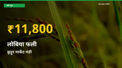 आज का मंडी भाव: कुट्टूर मार्केट में लोबिया फली सबसे ऊँचे स्तर पर