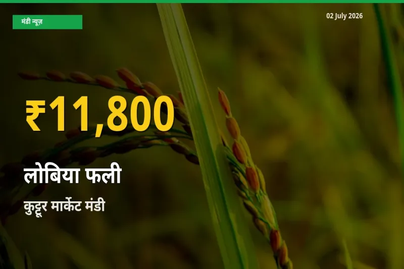 आज का मंडी भाव: कुट्टूर मार्केट में लोबिया फली सबसे ऊँचे स्तर पर