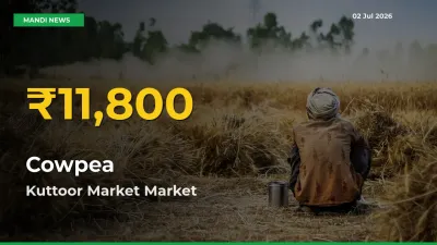 Cowpea Price Hits New High in Kuttoor Market Today – Check Latest Mandi Rates