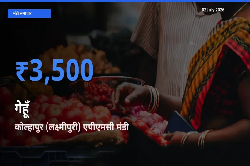 आज गेहूँ के सबसे ज़्यादा दाम कोल्हापुर (लक्ष्मीपुरी) एपीएमसी मंडी में दर्ज