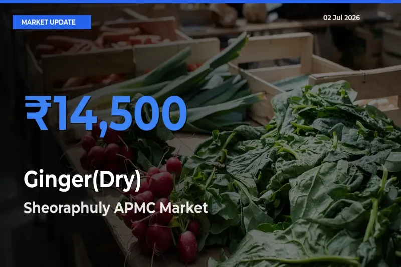 Sheoraphuly APMC Records Highest ₹14,500 Rate for Ginger(Dry)