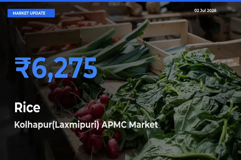 Rice Mandi Rate Today: Kolhapur(Laxmipuri) APMC Tops the List