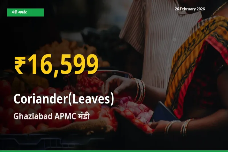 30 दिनों में सबसे ऊँचे स्तर पर Coriander(Leaves) के दाम, Ghaziabad APMC में उछाल