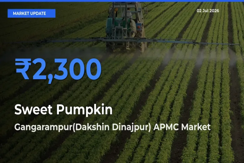 Gangarampur(Dakshin Dinajpur) APMC Offers ₹2,300 – Highest Sweet Pumpkin Rate Today