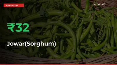 Sudden 31.53% Rally in Jowar(Sorghum) Prices Across Mandis