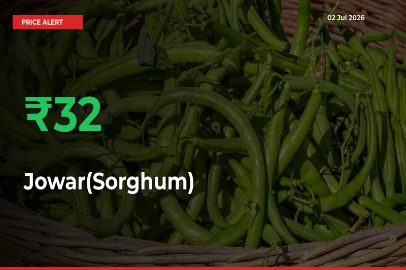 Sudden 31.53% Rally in Jowar(Sorghum) Prices Across Mandis
