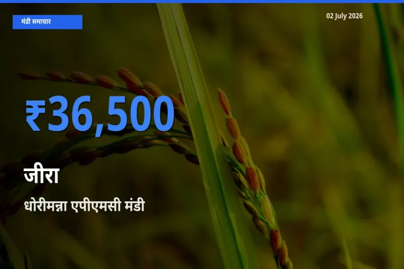 धोरीमन्ना एपीएमसी मंडी में आज जीरा के सबसे ऊँचे दाम दर्ज