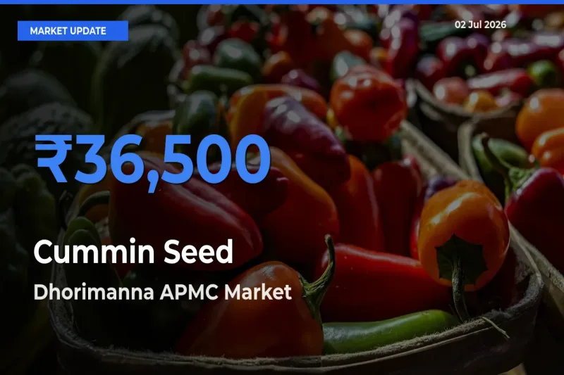 Top Performer! Dhorimanna APMC Offers Best Cummin Seed Price Today