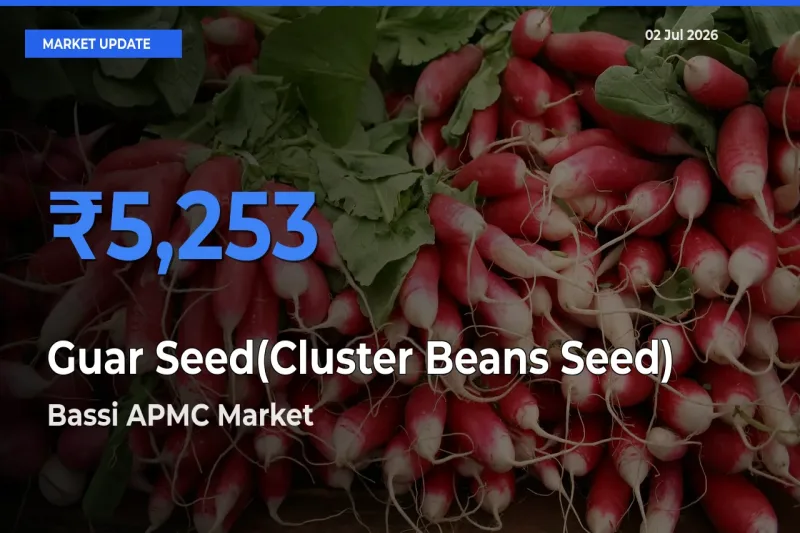 Bassi APMC Tops Guar Seed(Cluster Beans Seed) Mandi Rates Today