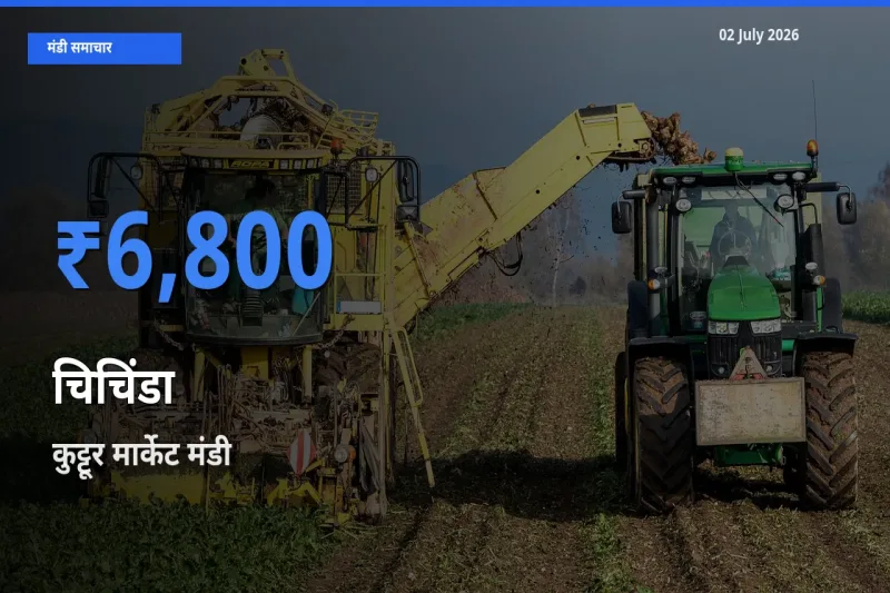 कुट्टूर मार्केट मंडी में आज चिचिंडा के सबसे ऊँचे दाम दर्ज