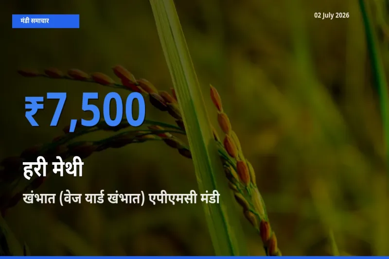 02 July अपडेट: हरी मेथी के सबसे ऊँचे दाम खंभात (वेज यार्ड खंभात) एपीएमसी मंडी में