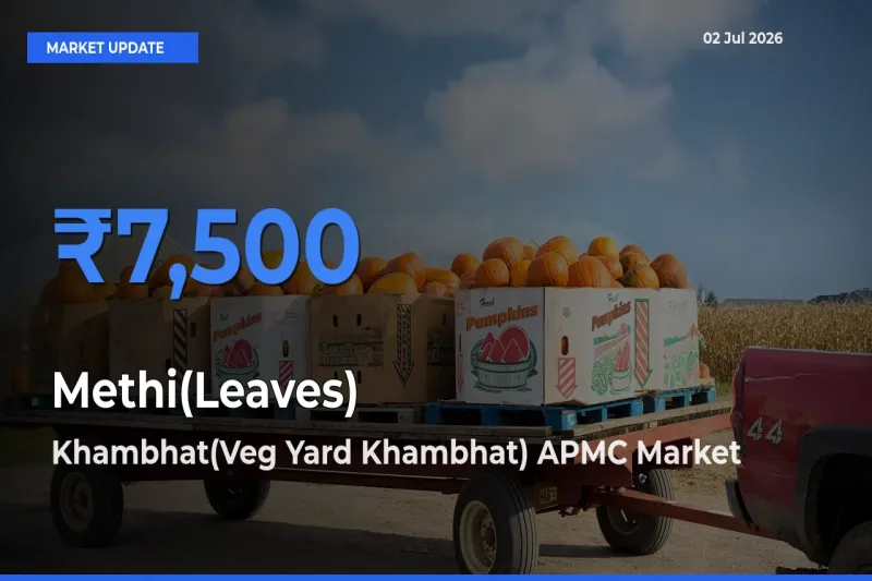 Khambhat(Veg Yard Khambhat) APMC Offers ₹7,500 – Highest Methi(Leaves) Rate Today