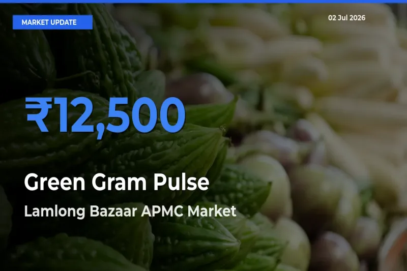 Lamlong Bazaar APMC Leads as Top Mandi for Green Gram Pulse Prices