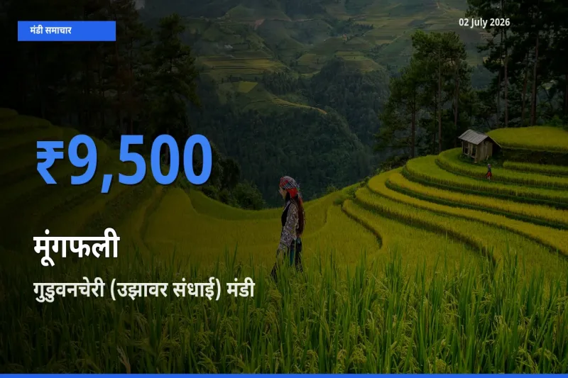 02 July अपडेट: मूंगफली के सबसे ऊँचे दाम गुडुवनचेरी (उझावर संधाई) मंडी में