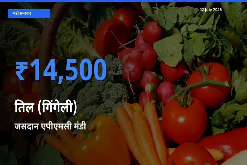 किसानों की पसंद बना जसदान एपीएमसी, तिल (गिंगेली) के सबसे अच्छे दाम
