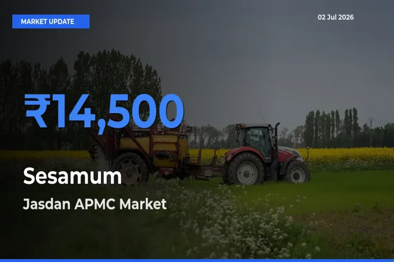 Jasdan APMC Tops Sesamum Rates – July 02 Market Update