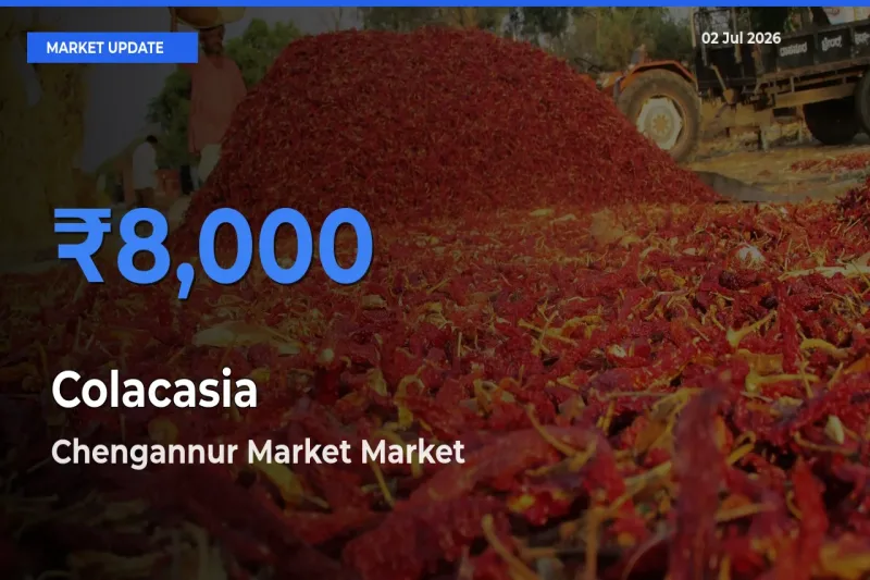 Chengannur Market Offers ₹8,000 – Highest Colacasia Rate Today
