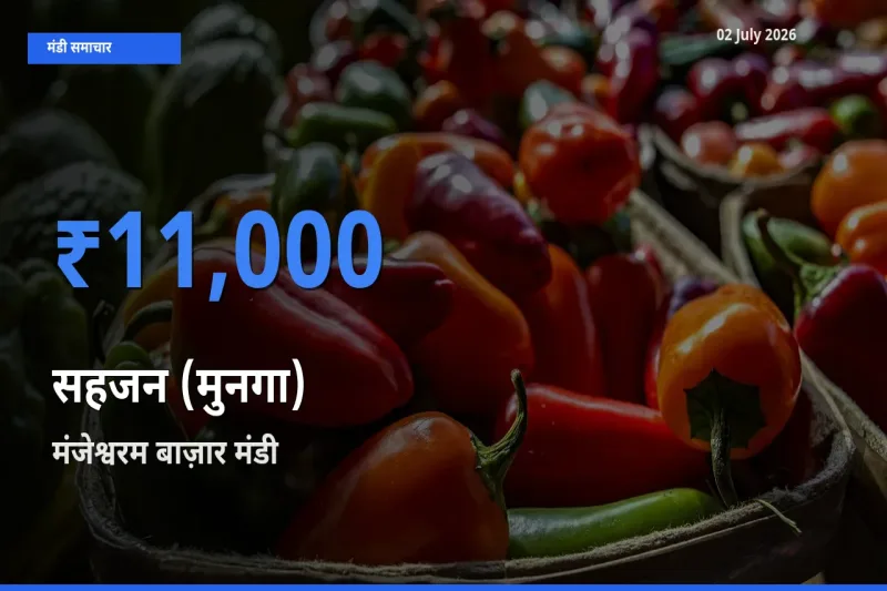 मंजेश्वरम बाज़ार में सहजन (मुनगा) का आज सबसे ऊँचा भाव