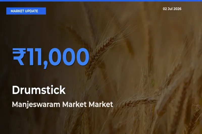 Drumstick Mandi Rate Today: Manjeswaram Market Tops the List