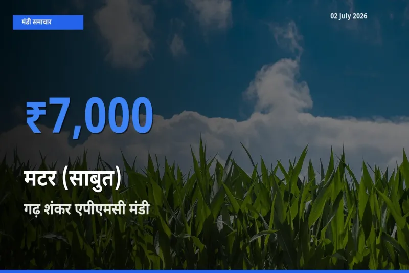 बाज़ार संकेत: गढ़ शंकर एपीएमसी बना मटर (साबुत) के लिए आज की टॉप मंडी