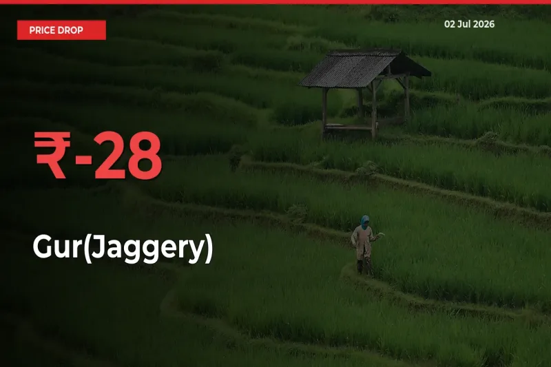 Sudden Shock! Gur(Jaggery) Drops 28.06% in 24 Hours at Top Mandis