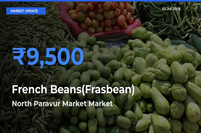 North Paravur Market Tops French Beans(Frasbean) Mandi Rates Today