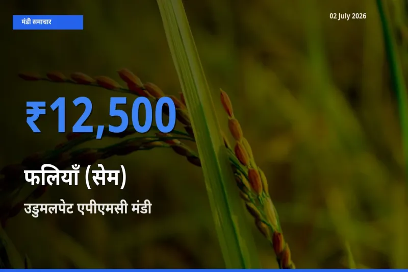 आज फलियाँ (सेम) के सबसे ऊँचे दाम ₹12,500 उडुमलपेट एपीएमसी मंडी में