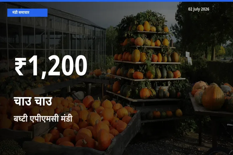 आज का मंडी भाव: बघ्टी एपीएमसी में चाउ चाउ 30 दिन के सबसे कम स्तर पर
