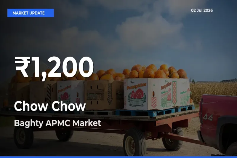Chow Chow Falls to ₹1,200 in Baghty APMC – 30-Day Lowest Rate