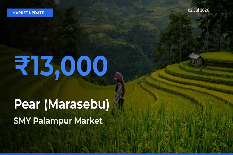 SMY Palampur Offers ₹13,000 – Highest Pear (Marasebu) Rate Today