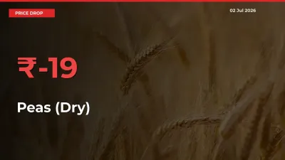 19.46% Drop in Peas (Dry) Prices – Mandi Sees Sudden Fall