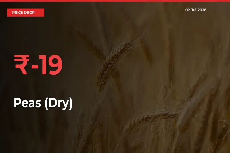 19.46% Drop in Peas (Dry) Prices – Mandi Sees Sudden Fall