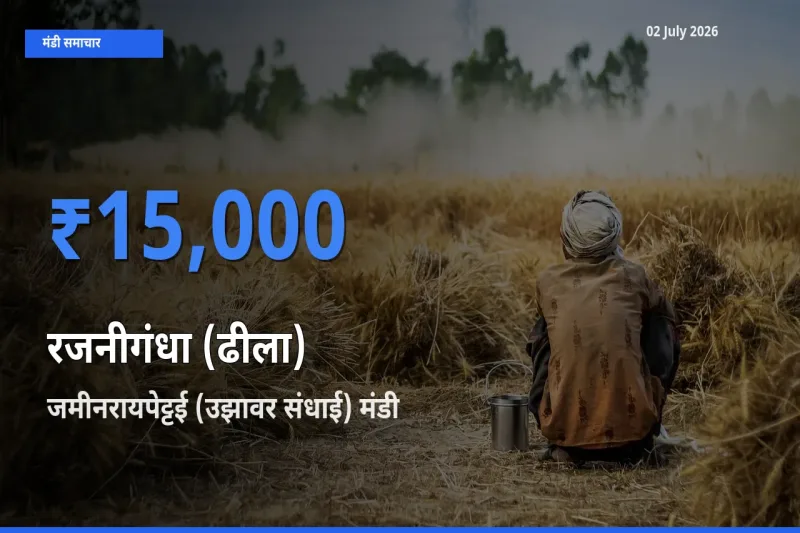 आज रजनीगंधा (ढीला) के सबसे ज़्यादा दाम जमीनरायपेट्टई (उझावर संधाई) मंडी में दर्ज