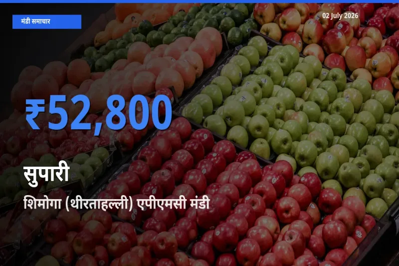 टॉप मंडी बना शिमोगा (थीरताहल्ली) एपीएमसी! सुपारी के सबसे ऊँचे दाम यहीं दर्ज
