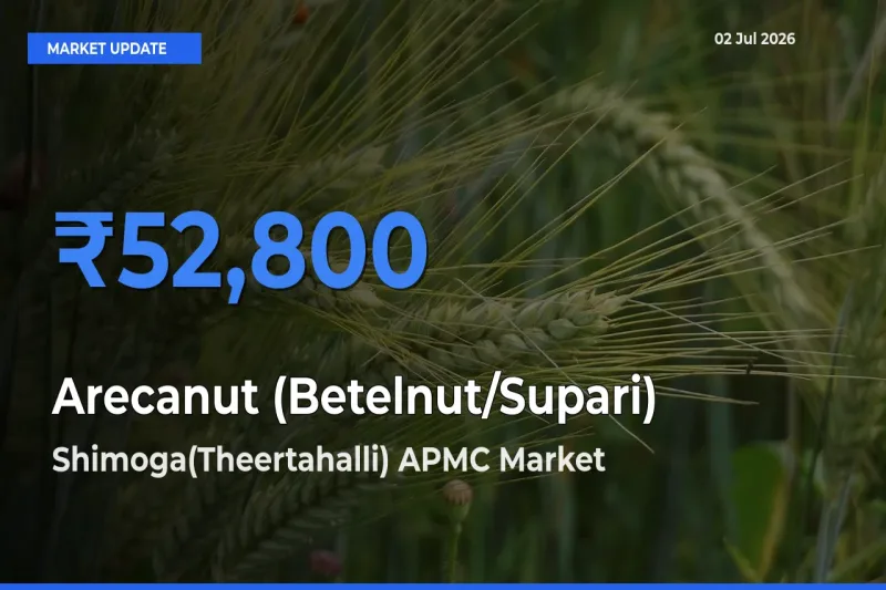 Shimoga(Theertahalli) APMC Tops Arecanut (Betelnut/Supari) Mandi Rates Today